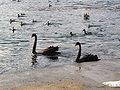 Crni labudovi, rijeka Una, Bihać