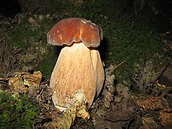Плодове тіло білого гриба