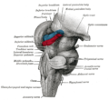 Otak belakang dan otak tengah; pandangan posterolateral