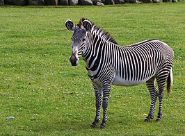 Grévyzebra