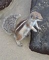 Veveriță dungată (Tamias striatus)
