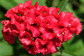 Enfiurescènsa de Celosia cristata