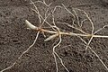 スズラン（キジカクシ科）の根茎