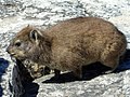 Procavia capensis