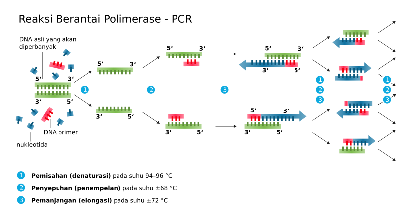 Diagram siklus reaksi berantai polimerase (PCR)
