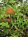 Psilocybe mexicana