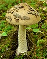 Amanita ceciliae