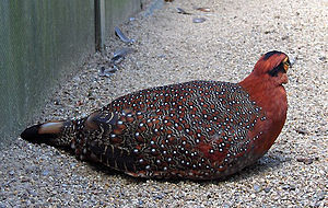 Grizabdomena tragopano (Tragopan blythii)