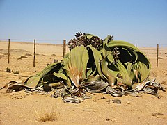 Вельвічія дивовижна у пустелі Наміб