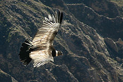 Andų kondoras (Vultur gryphus)