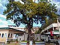 An Katipunan Tree sa Novaliches, sarong puno nin duhat na pigsasabing nagin pahingaloan kan mga Katipunero kaidto.