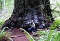 Image 6Redwood tree in northern California redwood forest: According to the National Park Service, "96 percent of the original old-growth coast redwoods have been logged." (from Old-growth forest)