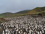 Каралеўскія пінгвіны