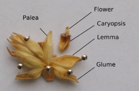 Spikelet opened to show caryopsis