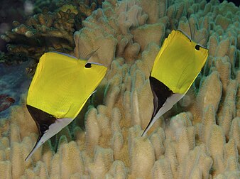 Deux poissons-pincettes jaunes, poissons-papillons du bassin Indo-Pacifique. (définition réelle 2 000 × 1 489)
