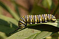 A late instar caterpillar feeding