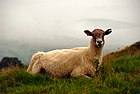 Kõrvamärgisega lammas