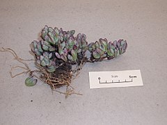 Oscularia caulescens