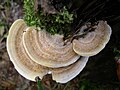 Kvapnioji kempė (Trametes suaveolens)