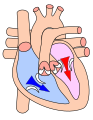 Cardiac diastole