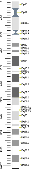 G-banding ideogram of human chromosome 15 in resolution 850 bphs. Band length in this diagram is proportional to base-pair length. This type of ideogram is generally used in genome browsers (e.g. Ensembl, UCSC Genome Browser).