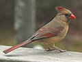 Fêmea de Cardinalis cardinalis