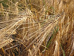 Barley mature spikes (Hordeum vulgare)