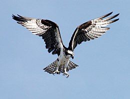 Erelis žuvininkas (Pandion haliaetus)