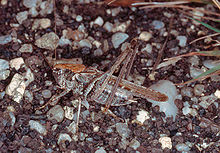 Platycleis albopunctata самец