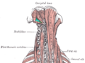 Deep muscles of the back. Triangle is labeled in turquoise.