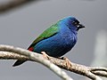 Tricoloured parrotfinch