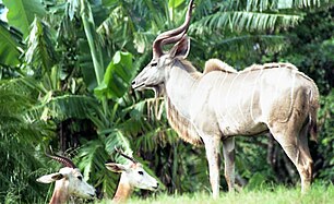 Greater kudu (Tragelaphus strepsiceros)