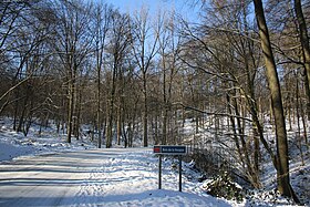 Le bois en hiver.