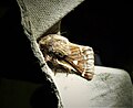 Bjørkespinner: En sommerfugl i familien lasiocampidae, en tettbygd, brun spinner med ganske små vinger sammenlignet med kroppen. Vingespenn: 29 – 45 mm. Flyperiode: April til mai