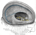 Sağ taraftan bakış, kafatası kemiği ve sağ beyin yarım küresi kaldırılmış olarak görülmektedir. Transvers sinus sol altta görülmektedir