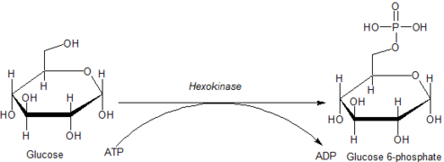 Action of Hexokinase on Glucose