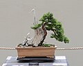 En forma de bonsai