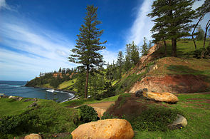 Norfolk Island pines