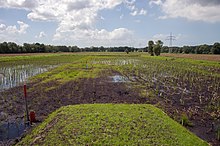 Ein Feld mit Reihen sattgrüner Pflänzchen zwischen dunkelbrauner Erde mit vielen Pfützen und einigen Markierungspfosten; im Hintergrund Reihen von Bäumen und ein wolkenbedeckter Himmel