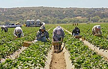 Men stooping and kneeling to pick low-hanging strawberries