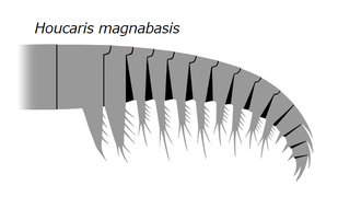Frontal appendage of H. magnabasis