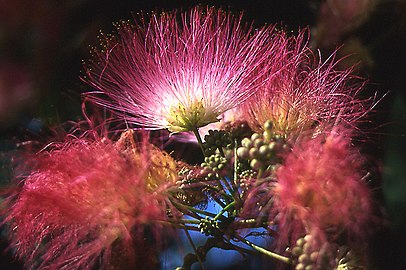 As flores da "árvore-da-seda" (Albizia julibrissin) possuem inúmeros estames longos e finos.