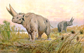 Arsinoitherium zitteli um embritópode