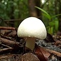 Agaricus abruptibulbus