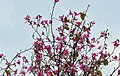 Flowering Canopy at Botanical Gardens, Kolkata, West Bengal, India.