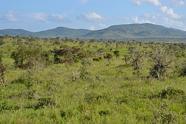 Африканська савана у Кенії