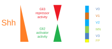 Interaction between SHH and Gli proteins which gives rise to different ventral neuronal subtypes.