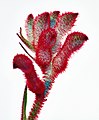 Kangaroo paw close-up.