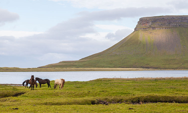 Исландские лошади на выпасе в Вестюрланде