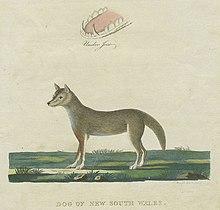 Kresba psa dinga z roku 1789
